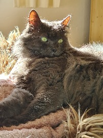 П'ятничний котик приймає сонячні ванни.