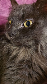 П'ятничний котик показує свій імператорський профіль.